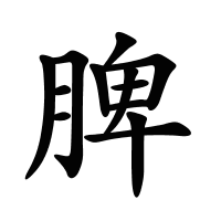 脾的筆畫(huà)